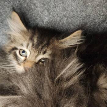 Brick -  Domestic Long Hair Cat for Adoption in Reno, Nevada - Brick | PetCurious