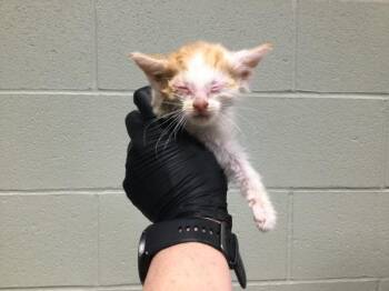 Rescue Domestic Short Hair Cats for Adoption in Thousand Palms, California - A1885013 | PetCurious