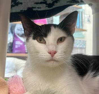 Panda -  Domestic Short Hair Cat for Adoption in Seattle, Washington - Panda | PetCurious