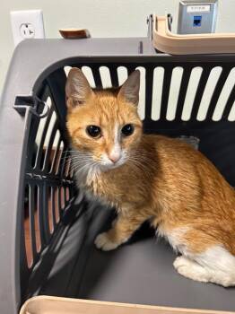 Alt -  Domestic Short Hair Cat for Adoption in Gautier, Mississippi - Alt | PetCurious