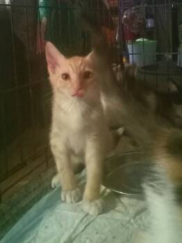 Spanky -  Domestic Short Hair Cat for Adoption in Chandler, Arizona - Spanky | PetCurious