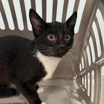 Scarlette -  Domestic Short Hair Cat for Adoption in Greensboro, North Carolina - Scarlette | PetCurious