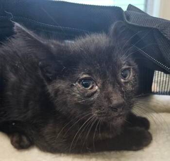 Winkie -  Domestic Short Hair Cat for Adoption in Lafayette, Indiana - Winkie | PetCurious