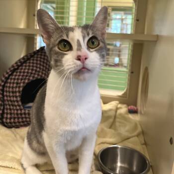 Rescue Domestic Short Hair Cats for Adoption in Kailua-kona, Hawaii - Kala | PetCurious