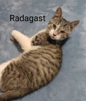 Rescue Domestic Short Hair Cats for Adoption in Darien, Georgia - Radagast | PetCurious