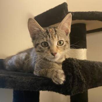 Mika -  Domestic Short Hair Cat for Adoption in West Palm Beach, Florida - Mika | PetCurious