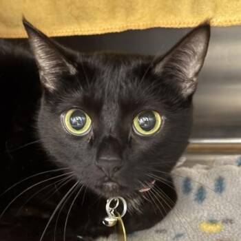Eleanor Shellstrop -  Domestic Short Hair Cat for Adoption in Lansing, Michigan - Eleanor Shellstrop | PetCurious