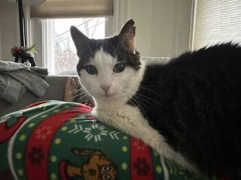 Queenie -  American Shorthair Cat Available for Adoption in Medford, Massachusetts - Queenie | PetCurious