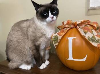 Snowshoe and Domestic Short Hair Cats Available for Adoption in Fairfax, Virginia - Marshie | PetCurious