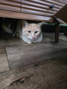 Domestic Short Hair Cats Available for Adoption - Admiral Apricott | PetCurious