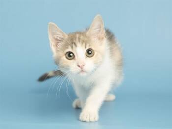 BELL -  Domestic Short Hair Cat for Adoption in Phoenix, Arizona - BELL | PetCurious