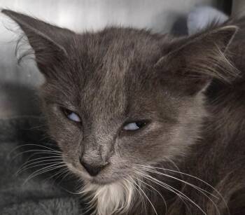 Lorelei -  Domestic Short Hair Cat for Adoption in Olean, New York - Lorelei | PetCurious
