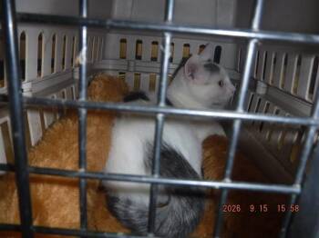 TIMMY -  Domestic Short Hair Cat for Adoption in Oroville, California - TIMMY | PetCurious