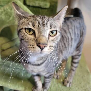 Rescue Domestic Short Hair Cats for Adoption in Cincinnati, Ohio - Naomi | PetCurious
