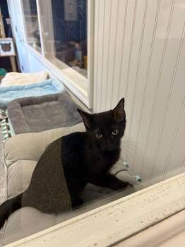 Domestic Short Hair Cats Available for Adoption in Athens, Alabama - PICKLE | PetCurious