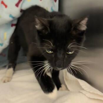Quinta -  Domestic Short Hair Cat for Adoption in Council Bluffs, Iowa - Quinta | PetCurious