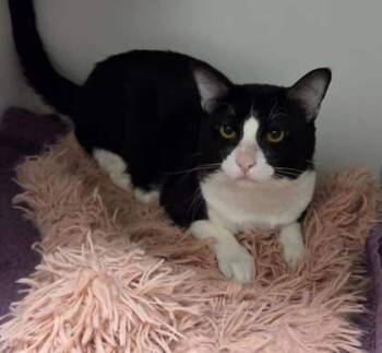 Rescue Domestic Medium Hair and Domestic Short Hair Cats for Adoption in Atlanta, Georgia - Kovu | PetCurious