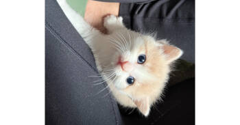 Rescue Domestic Short Hair Cats for Adoption in Virginia Beach, Virginia - Wren | PetCurious