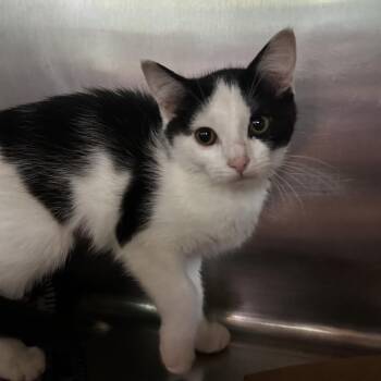 Jelly Bean -  Domestic Short Hair Cat for Adoption in Spruce Pine, North Carolina - Jelly Bean | PetCurious