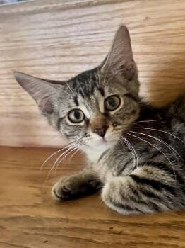 Tahini -  Domestic Short Hair Cat for Adoption in Wheaton, Illinois - Tahini | PetCurious