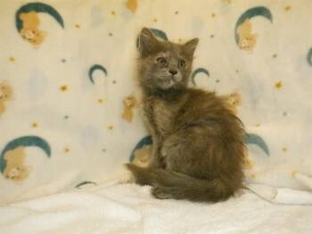 A1409516 -  Domestic Short Hair Cat for Adoption in San Jose, California - A1409516 | PetCurious