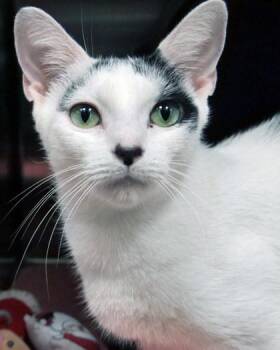Katrina -  Domestic Short Hair Cat for Adoption in Fishers, Indiana - Katrina | PetCurious
