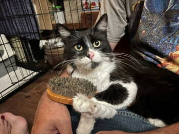 Rescue Domestic Long Hair and Tuxedo Cats for Adoption in Laguna Niguel, California - Vito | PetCurious