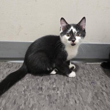 Oreo -  Domestic Short Hair Cat for Adoption in Georgetown, Kentucky - Oreo | PetCurious