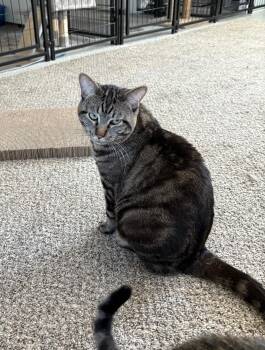 Rescue Tabby Cats for Adoption in Carson City, Nevada - Thunder | PetCurious