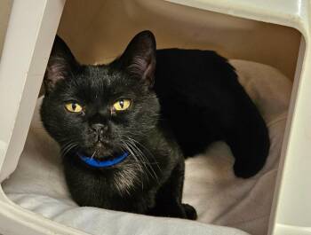 Donavon -  Domestic Short Hair Cat for Adoption in Fremont, Ohio - Donavon | PetCurious