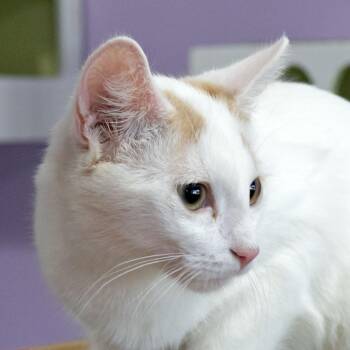 Honor -  Domestic Short Hair Cat for Adoption in Mckean, Pennsylvania - Honor | PetCurious