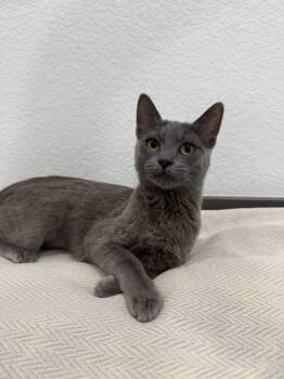 Boon -  Domestic Short Hair Cat for Adoption in Las Vegas, Nevada - Boon | PetCurious