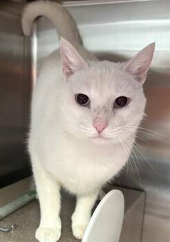 MELA -  Domestic Short Hair Cat for Adoption in Pueblo, Colorado - MELA | PetCurious