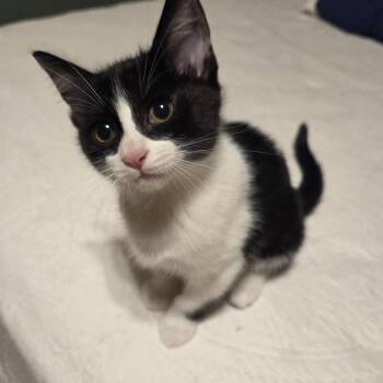 Marshall -  Domestic Short Hair Cat for Adoption in New Berlin, Wisconsin - Marshall | PetCurious