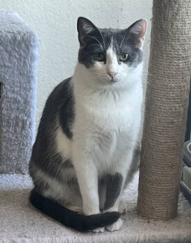 Rescue Domestic Short Hair Cats for Adoption in Mission Viejo, California - Gabi | PetCurious