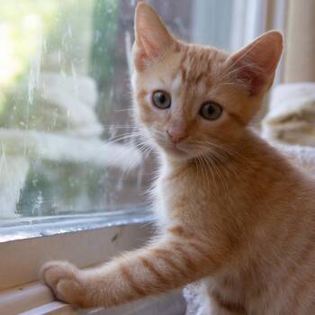 Boyfriend -  Domestic Short Hair Cat for Adoption in Huntsville, Alabama - Boyfriend | PetCurious