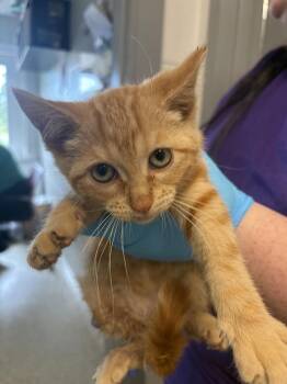 Arbor -  Domestic Short Hair Cat for Adoption in Bowling Green, Ohio - Arbor | PetCurious