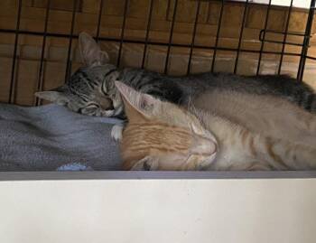 Patrick -  Tabby Cat for Adoption in Lockhart, Florida - Patrick | PetCurious