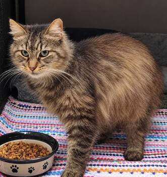 Kit Kat -  Domestic Long Hair Cat for Adoption in Saint Clairsville, Ohio - Kit Kat | PetCurious