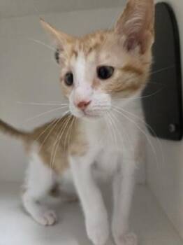 Derby -  Domestic Short Hair Cat for Adoption in Savannah, Georgia - Derby | PetCurious