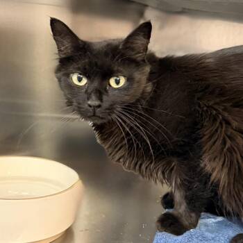 Sade -  Domestic Medium Hair and Mixed Breed Cat for Adoption in Palm Springs, California - Sade | PetCurious