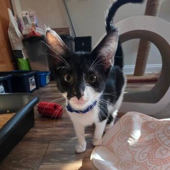 Miso C12070 -  Domestic Short Hair Cat for Adoption - Miso C12070 | PetCurious