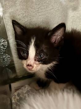 Rescue Domestic Short Hair Cats for Adoption in Baytown, Texas - VLAD | PetCurious