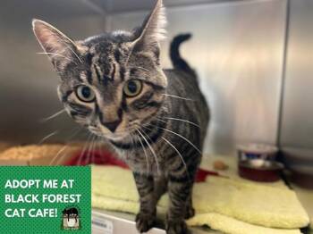 PATCHES -  Domestic Short Hair Cat for Adoption in Fort Wayne, Indiana - PATCHES | PetCurious