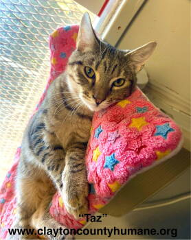 Rescue Tabby Cats for Adoption in Locust Grove, Georgia - Taz- CCHS | PetCurious