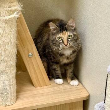 Rescue Domestic Long Hair Cats for Adoption in Las Vegas, Nevada - Libby | PetCurious