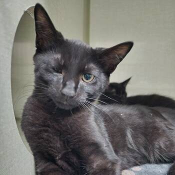 Rescue Domestic Short Hair Cats for Adoption in Monroe, Michigan - Panther | PetCurious