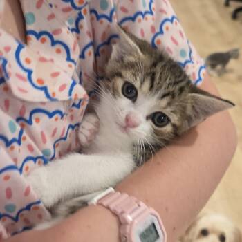 Pico -  Tabby and Domestic Short Hair Cat for Adoption in UNIVERSITY PA, Maryland - Pico | PetCurious
