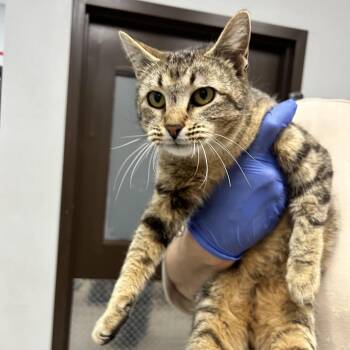 Zara -  Domestic Short Hair Cat for Adoption in Durango, Colorado - Zara | PetCurious