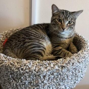 Fernando -  Domestic Short Hair Cat for Adoption in St. Louis, Missouri - Fernando | PetCurious